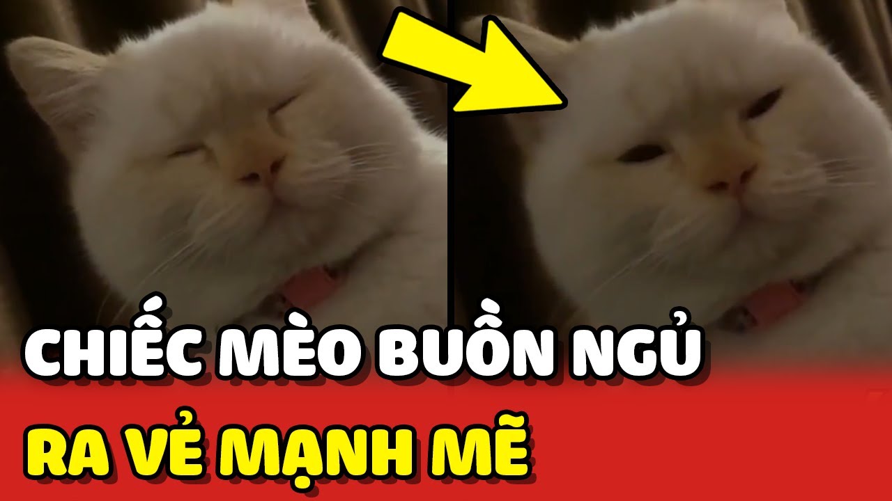 meme buồn ngủ thú vị