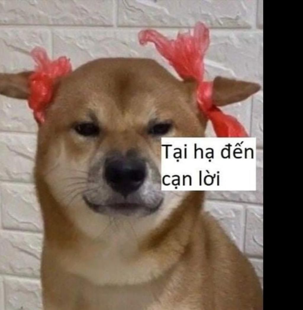 meme cạn lời hài hước