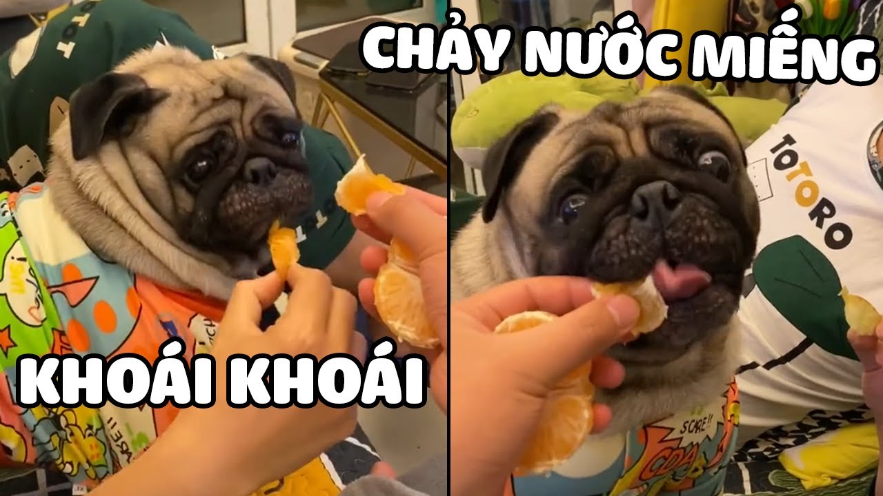 meme chảy nước miếng dễ thương