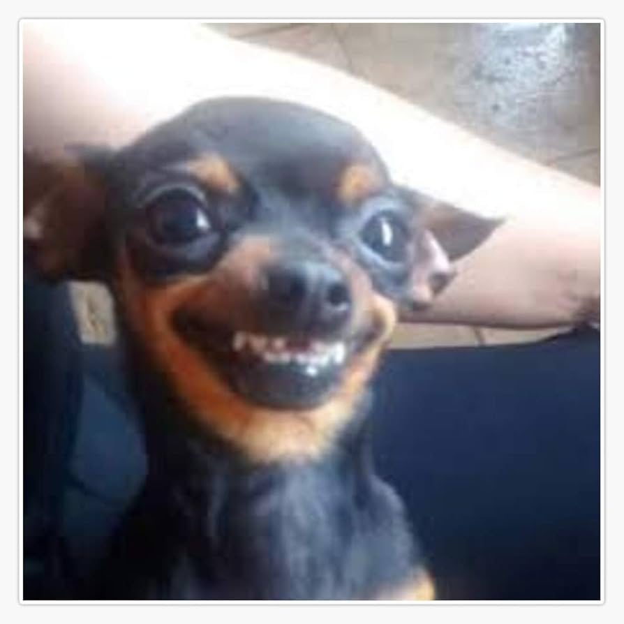 meme chihuahua