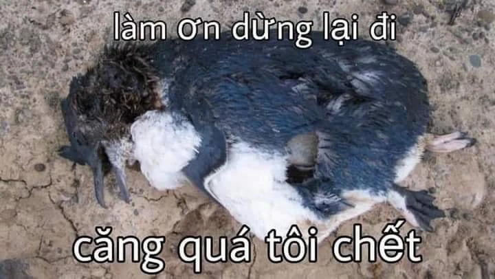 meme chim cánh cụt 0027