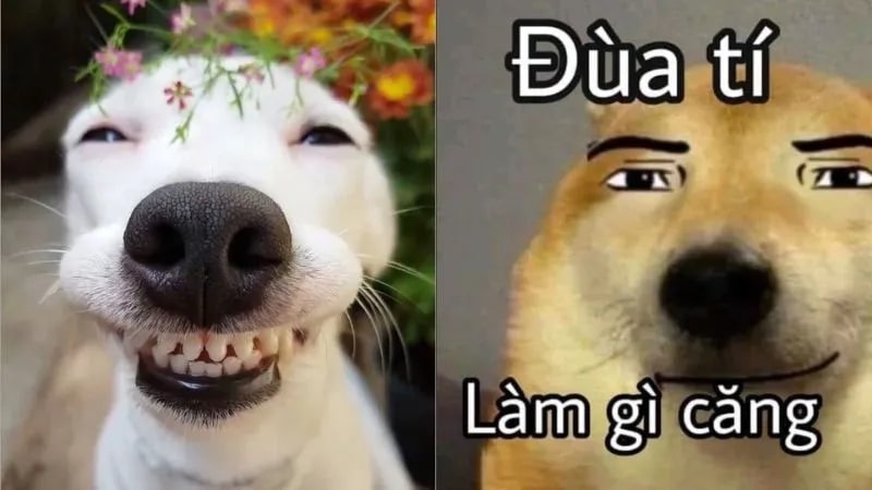 meme chó cười hài hước