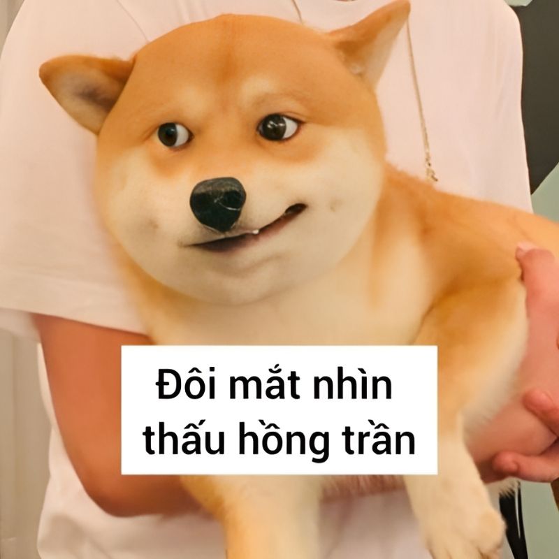 meme chó cười 0038