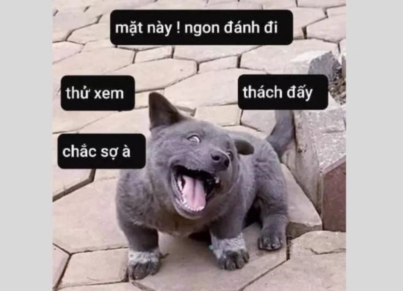 meme chó cười 0044