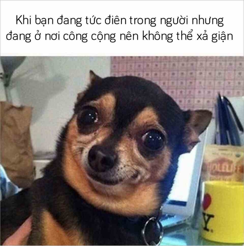 meme chó đáng yêu nhất