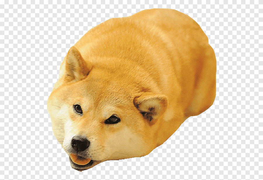 meme chó shiba cute