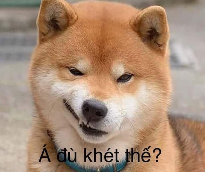 meme chó shiba đáng yêu