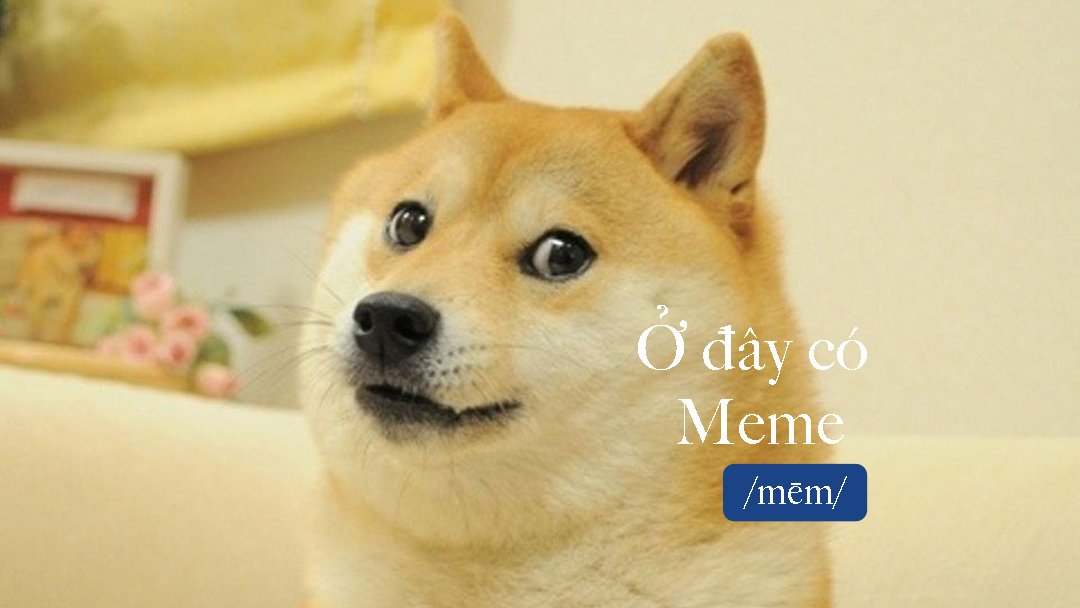 meme chó shiba hài hước