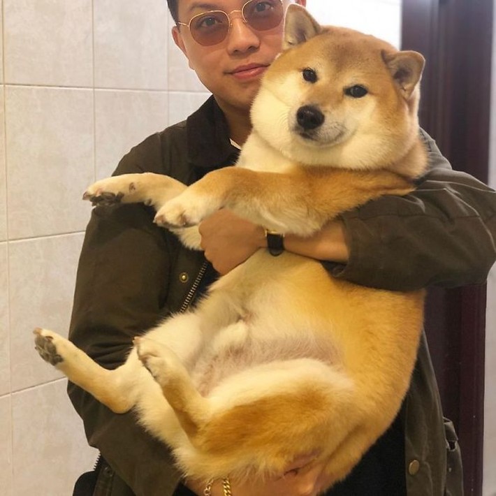 meme chó shiba 0022