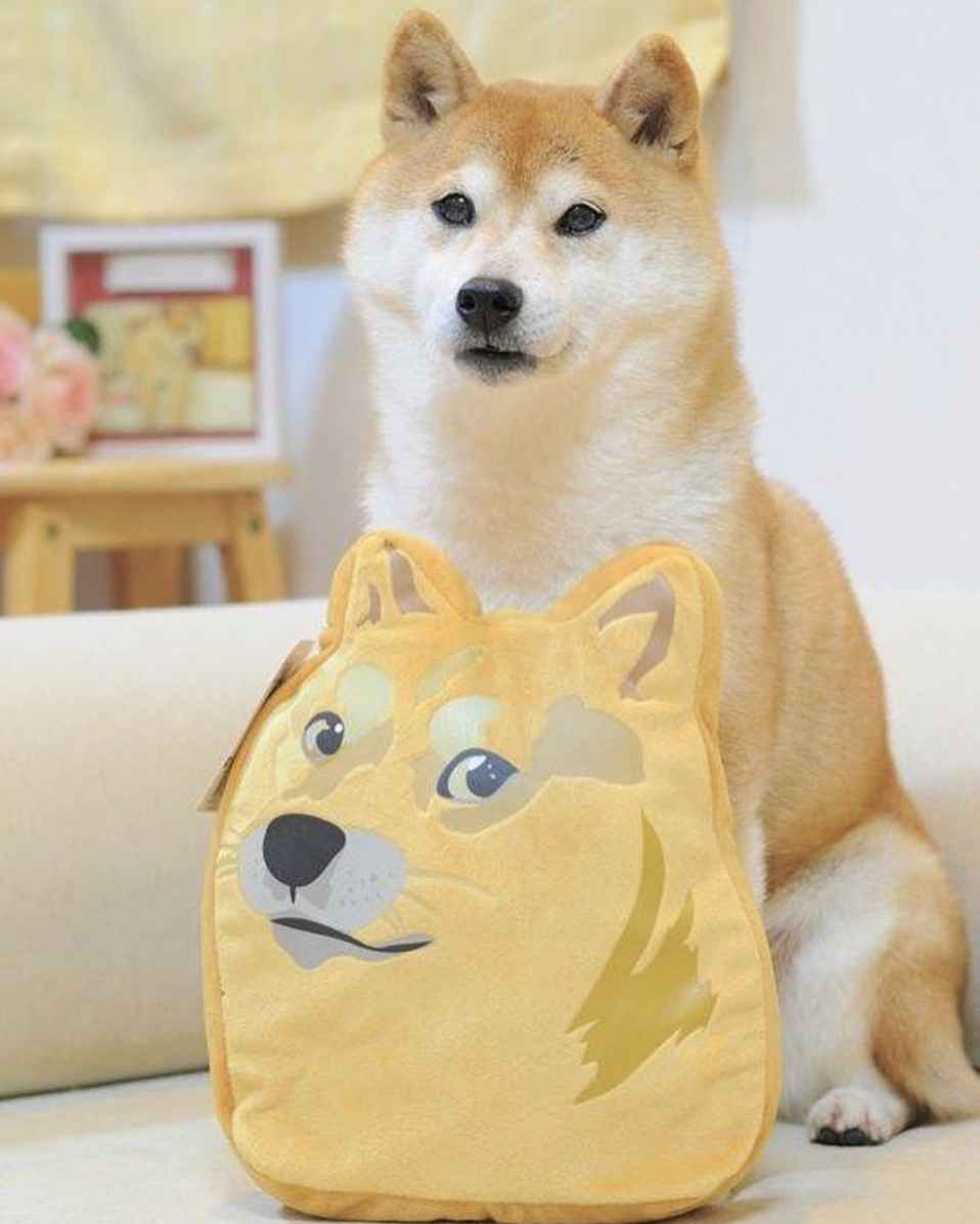 meme chó shiba 0023