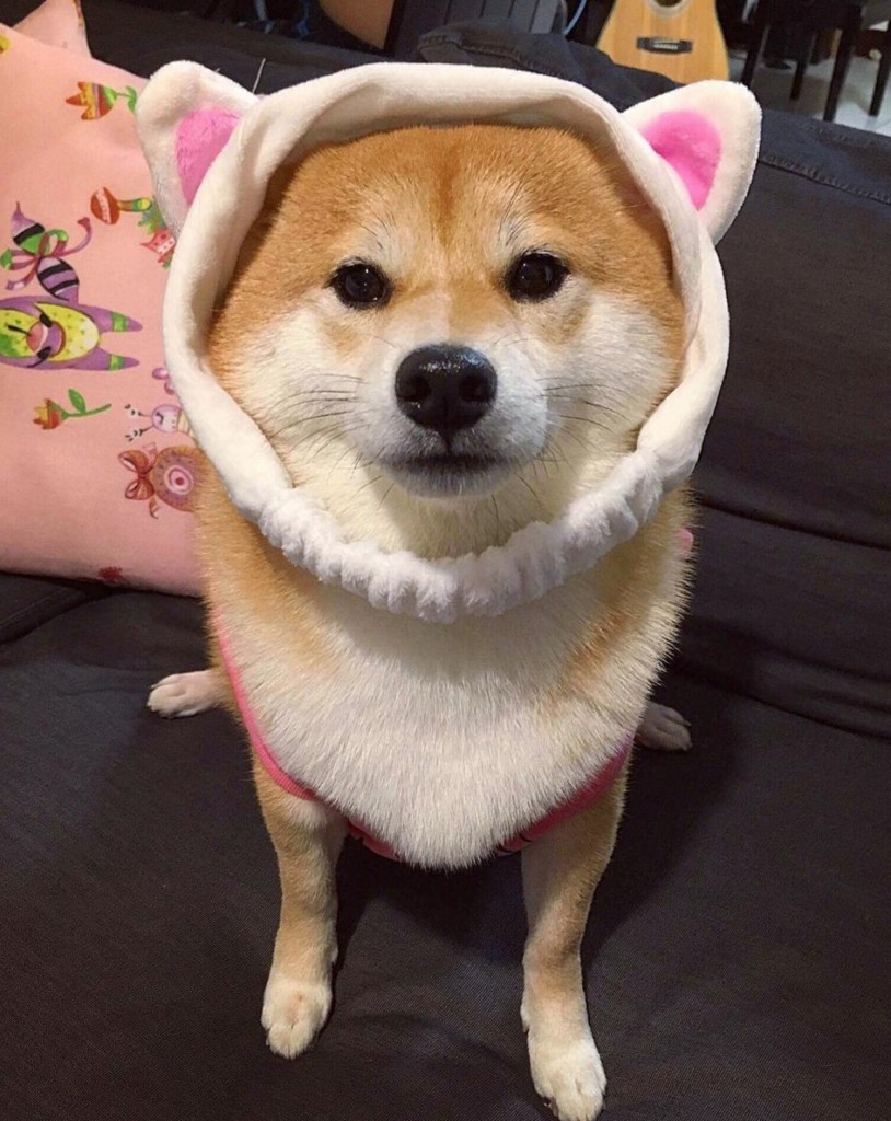 meme chó shiba 0027