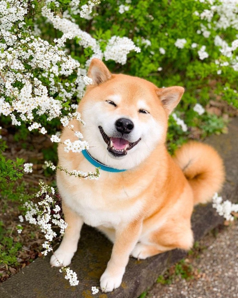 meme chó shiba 0028