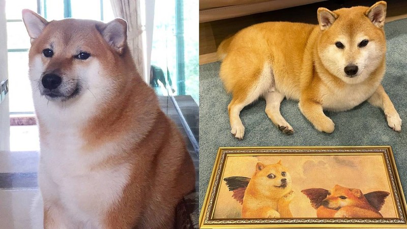 meme chó shiba 0029