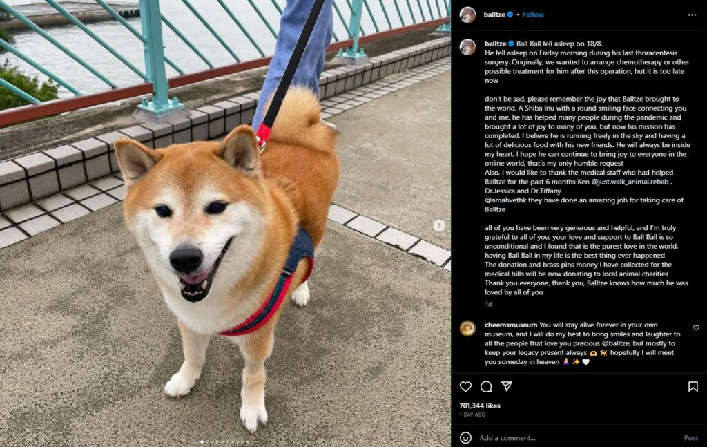 meme chó shiba 0031