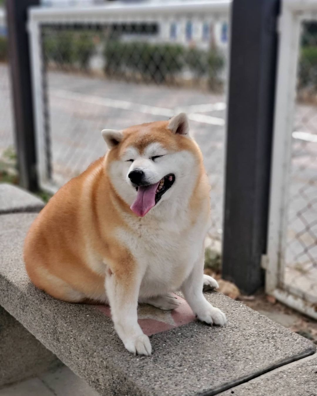 meme chó shiba 0038