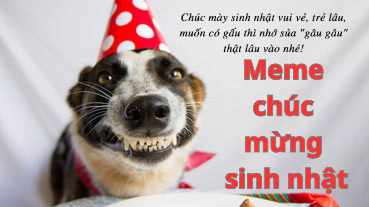 meme chúc mừng sinh nhật hài hước