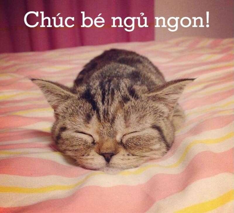 meme chúc ngủ ngon sáng tạo