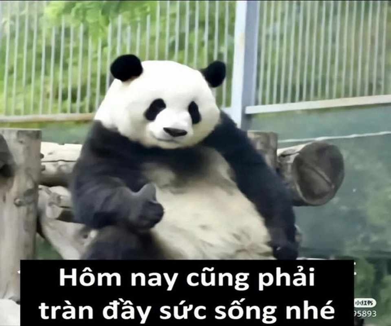 meme chửi tục gây sốt