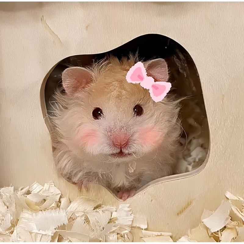 meme chuột hamster đáng ngưỡng mộ