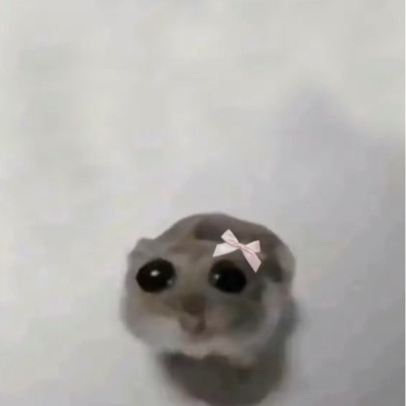 meme chuột hamster dễ thương