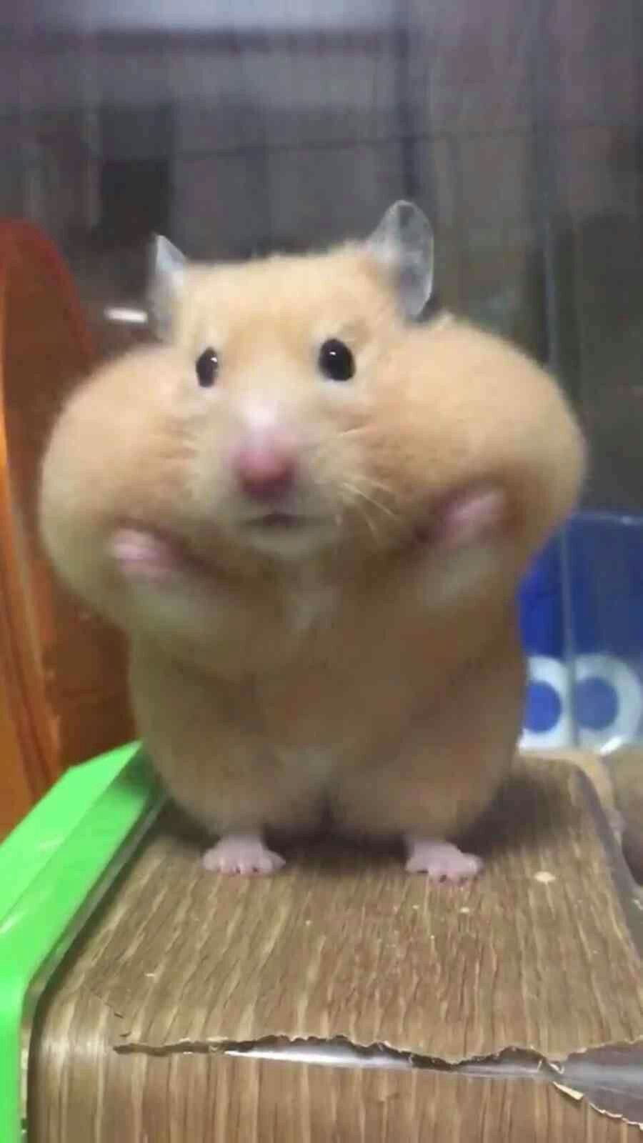 meme chuột hamster đợi chờ