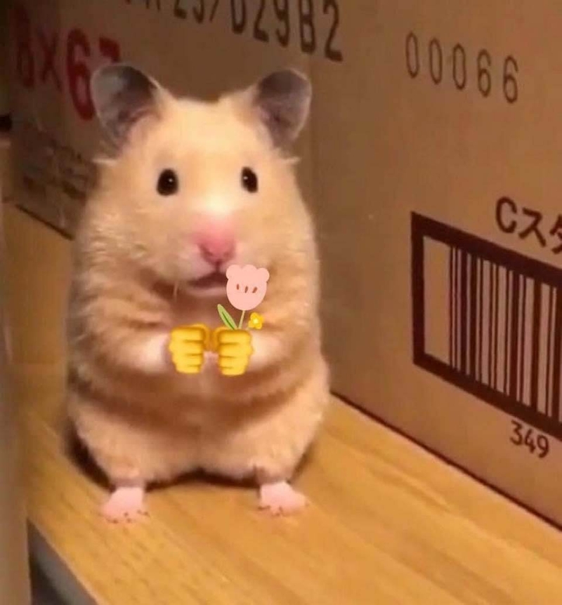 meme chuột hamster hài