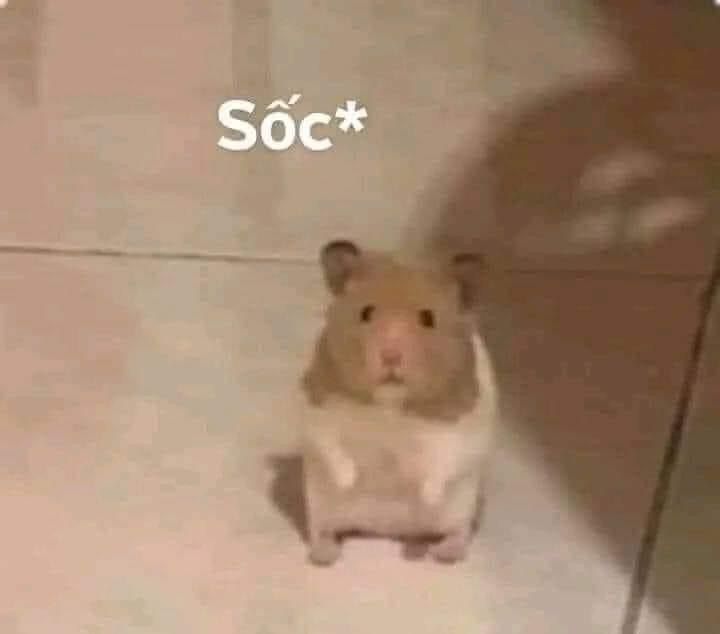 meme chuột hamster hot trend