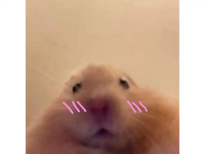 meme chuột hamster phổ biến