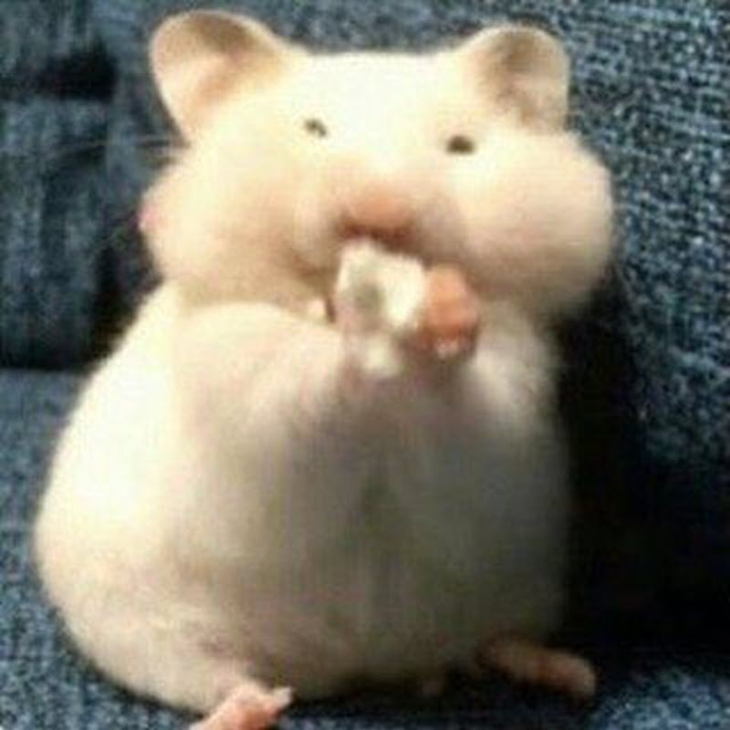 meme chuột hamster sáng tạo.