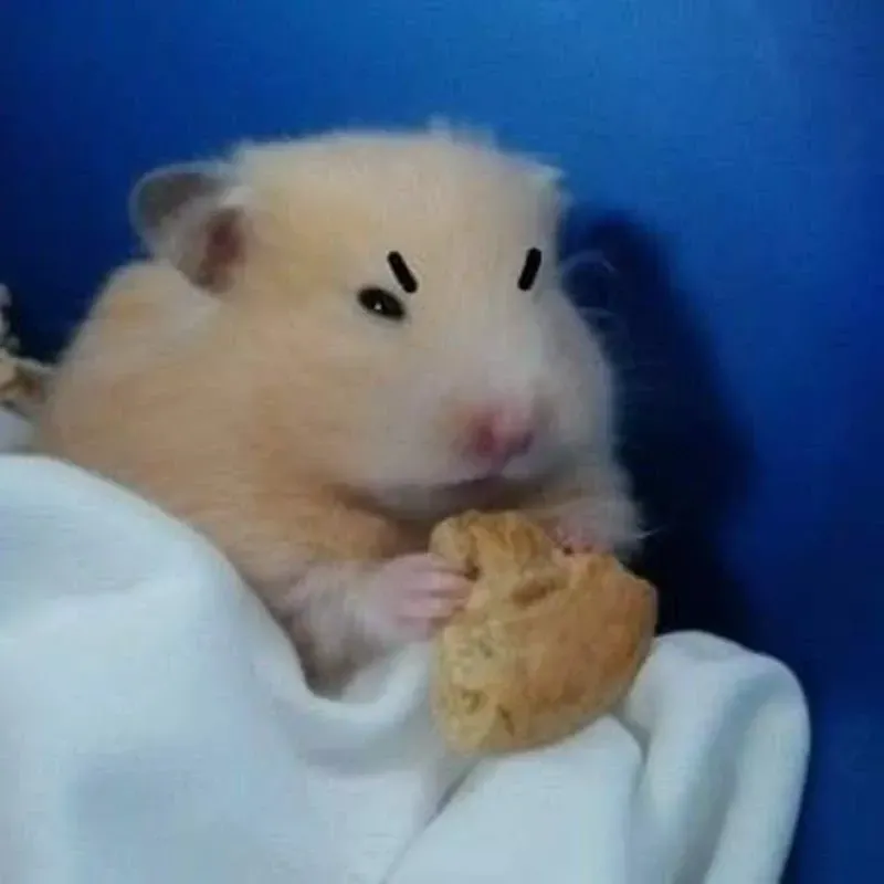 meme chuột hamster thần kỳ