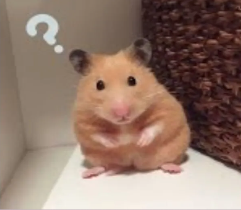 meme chuột hamster thú vị