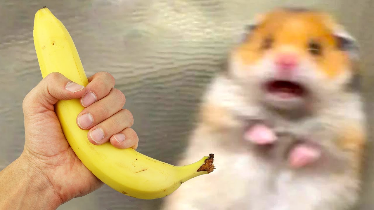 meme chuột hamster 0021