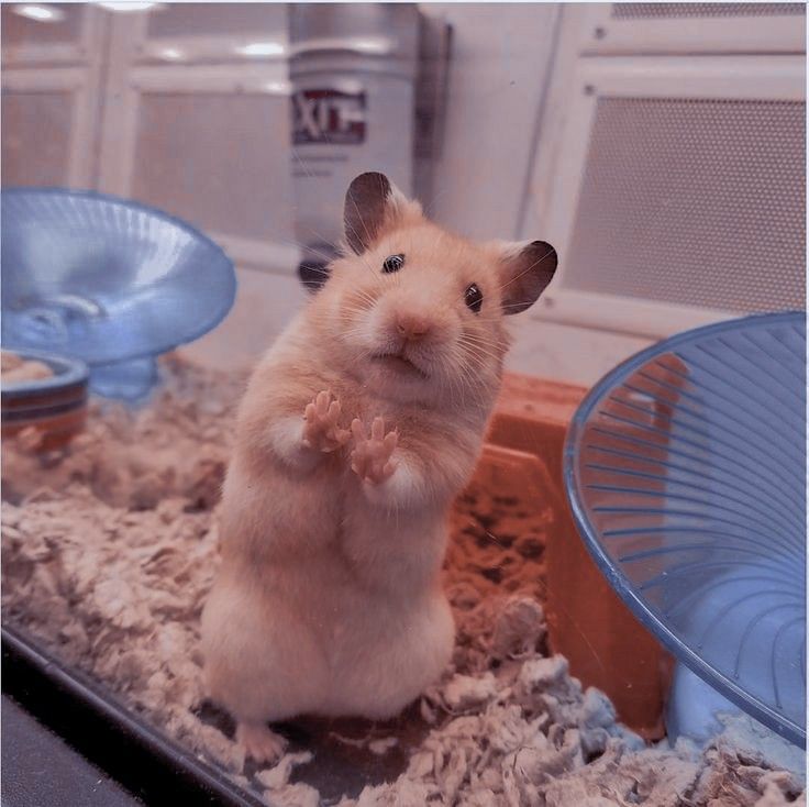 meme chuột hamster 0023