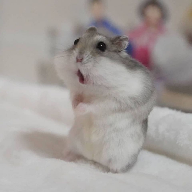 meme chuột hamster 0025