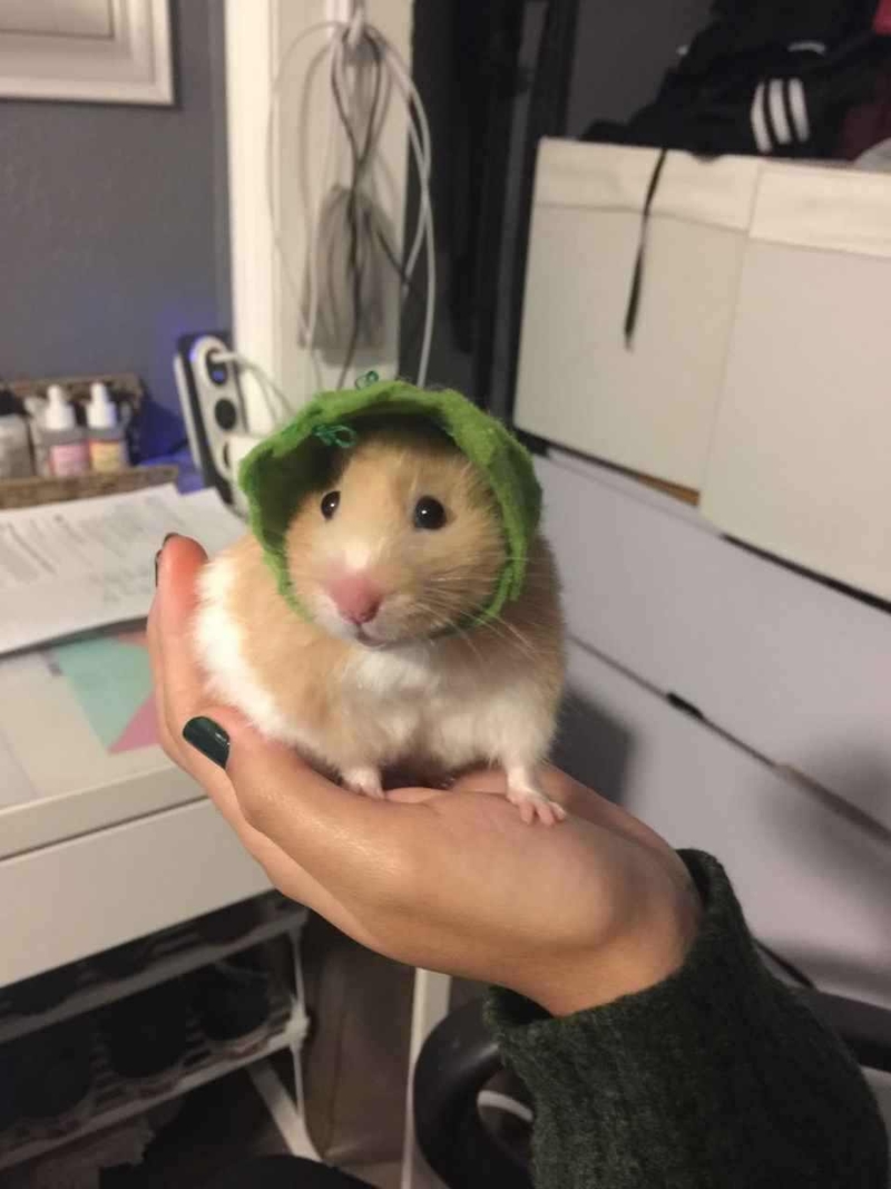 meme chuột hamster 0029