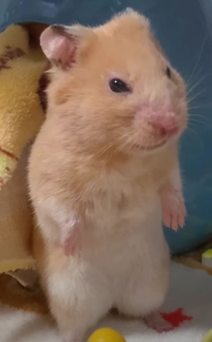 meme chuột hamster 0032