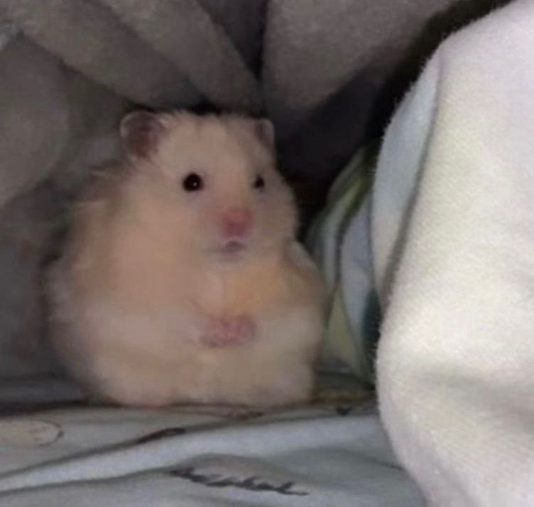 meme chuột hamster 0035