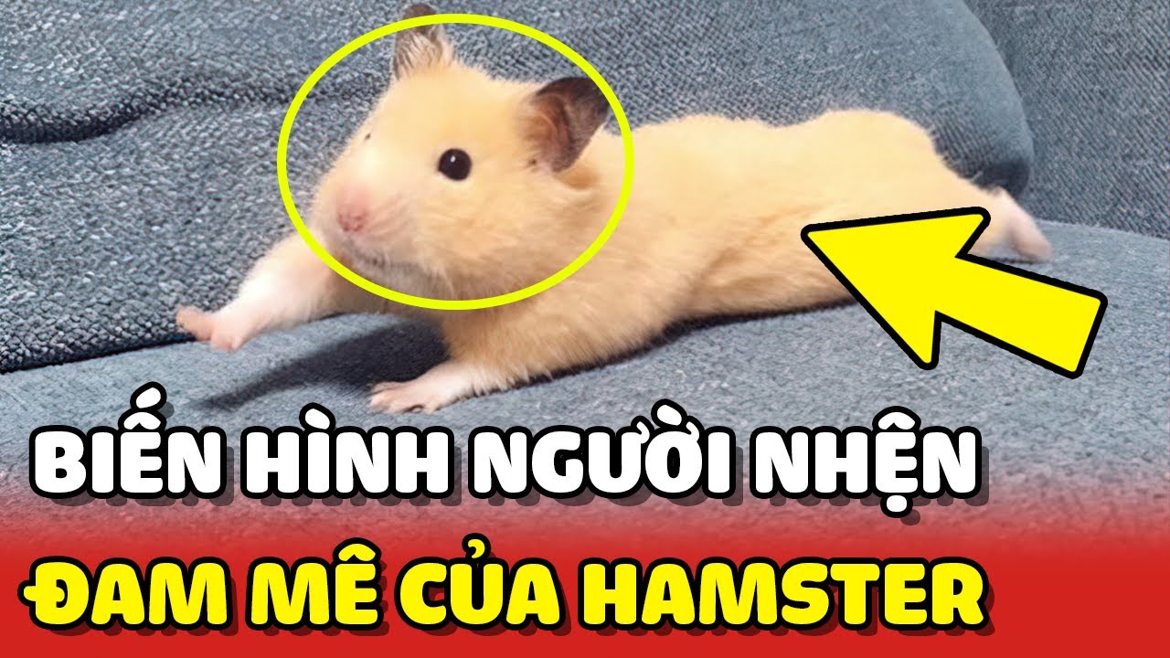 meme chuột hamster 0037