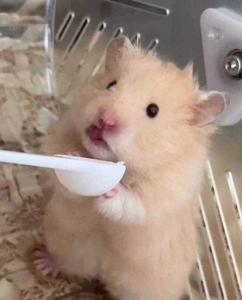 meme chuột hamster 0038