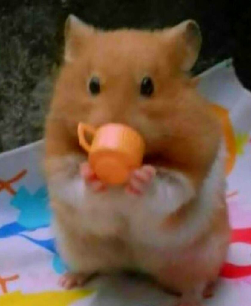 meme chuột hamster 0039