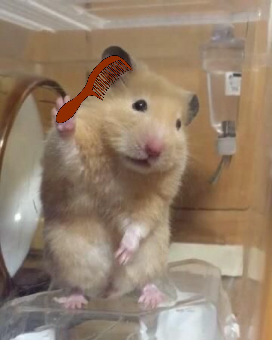 meme chuột hamster 0042