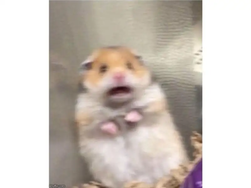 meme chuột hamster 0043