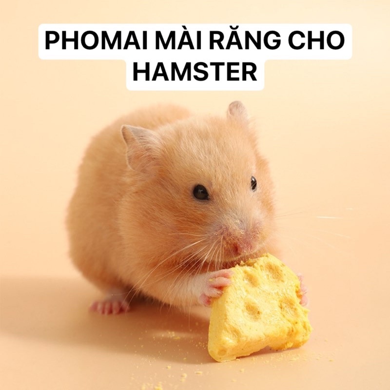 meme chuột hamster 0044