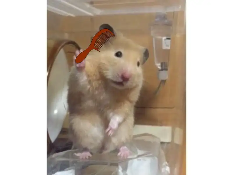 meme chuột hamster 0046