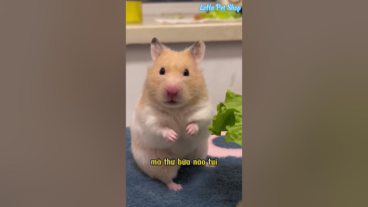 meme chuột hamster 0049