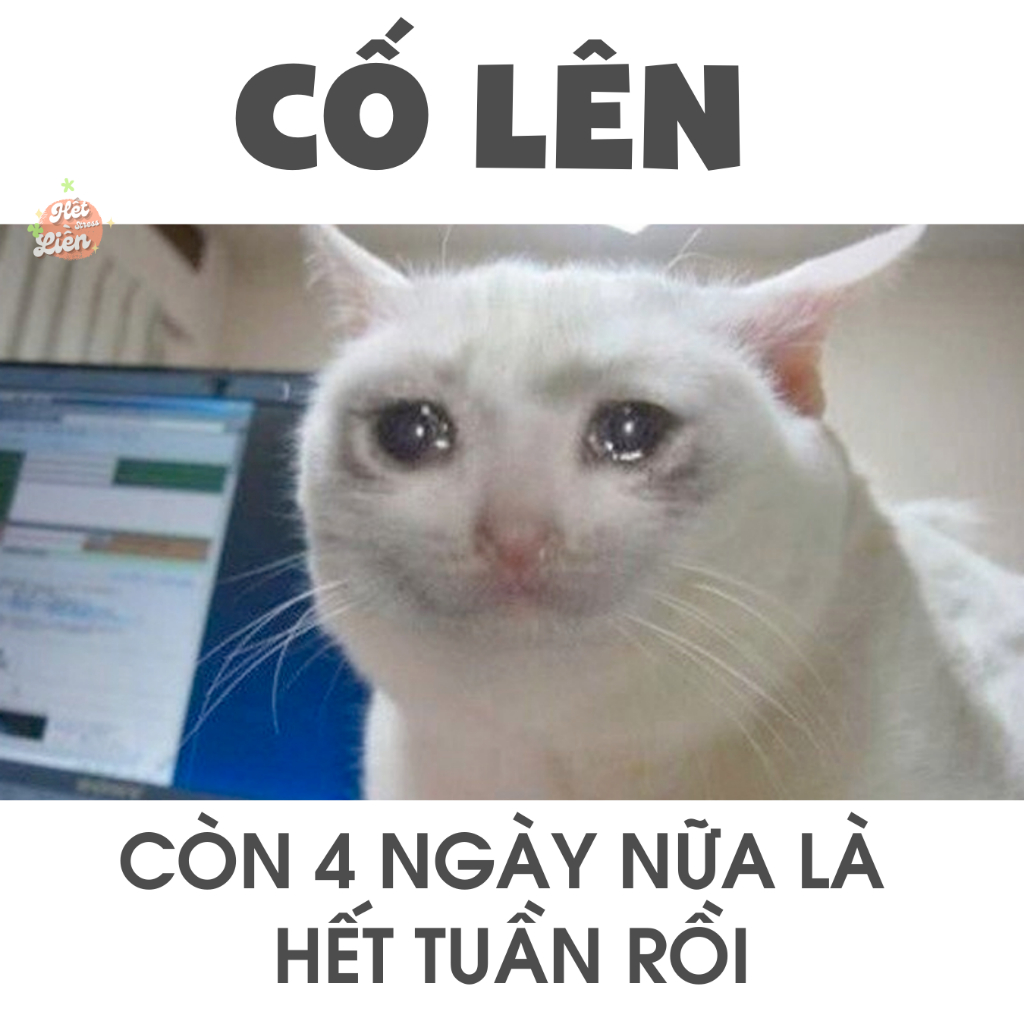 meme cố lên 0035