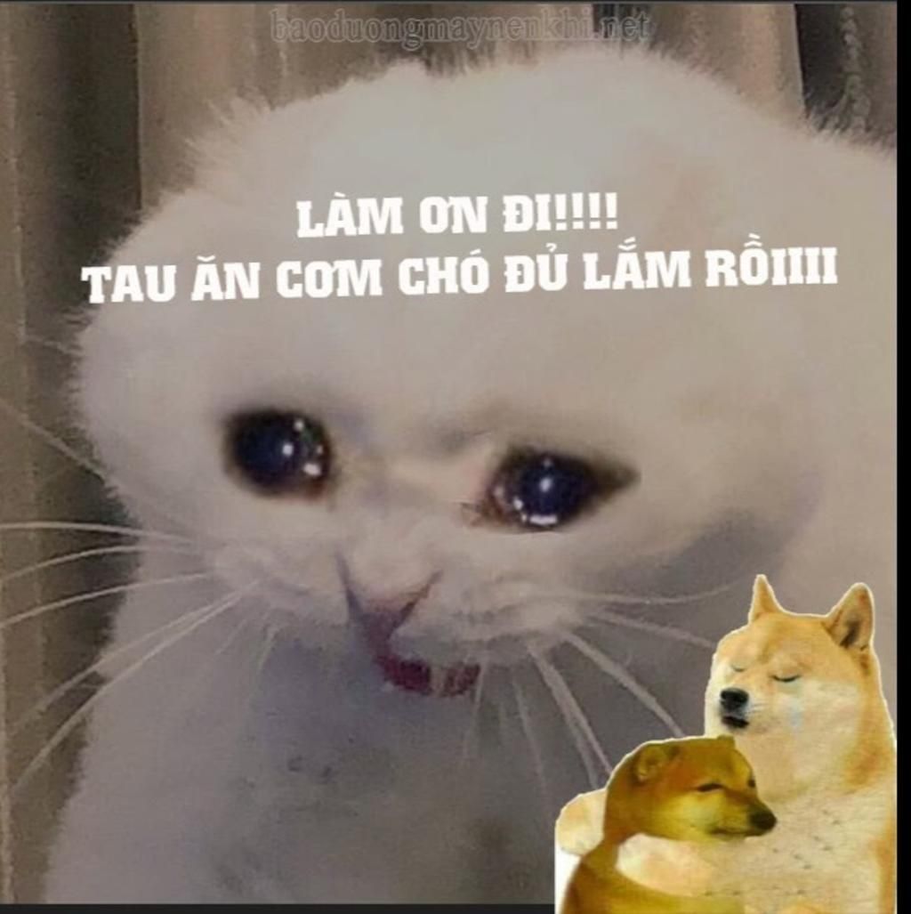 meme cơm chó hài hước