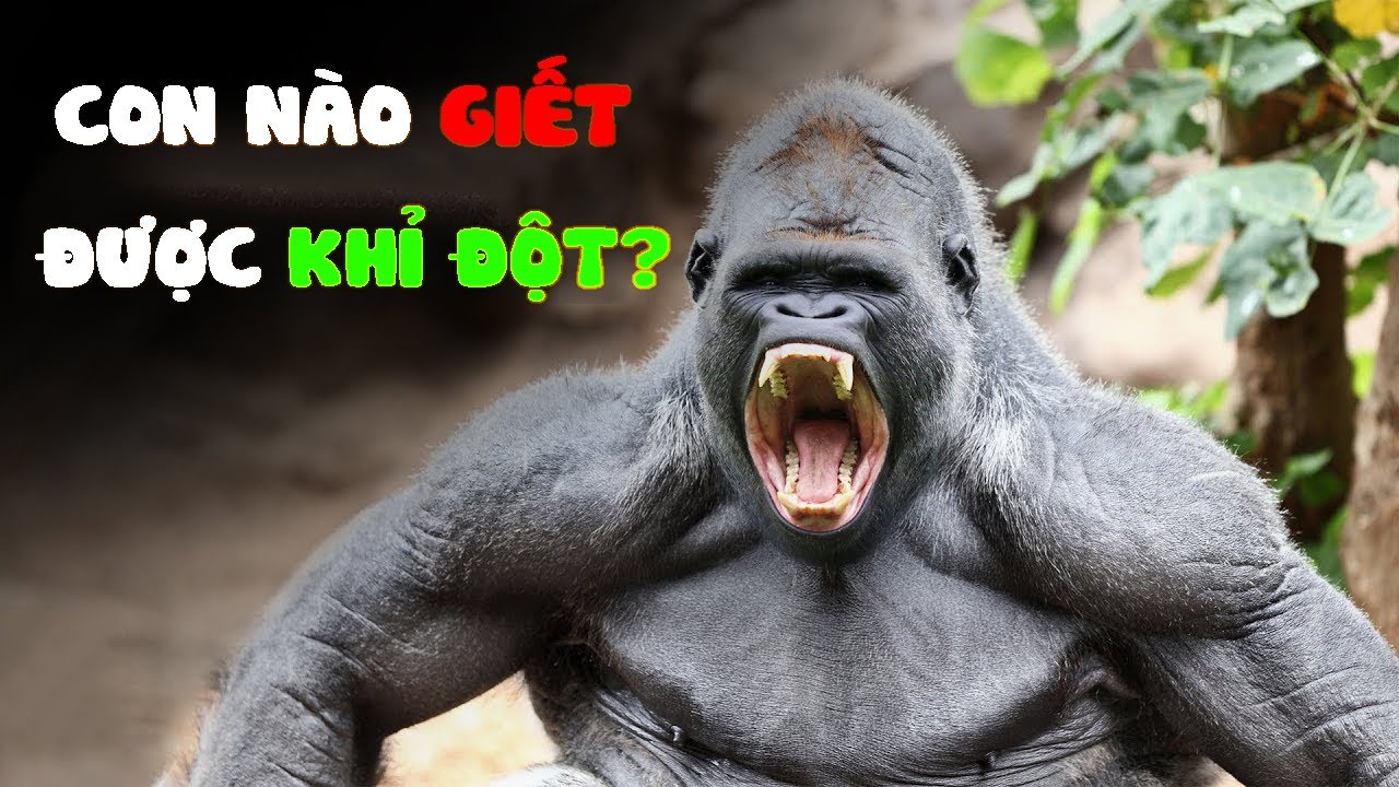 meme con khỉ dành cho game thủ