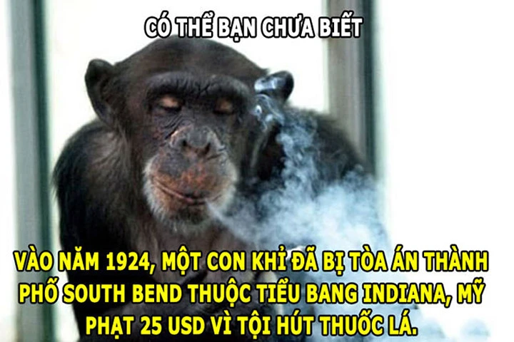 meme con khỉ 0028