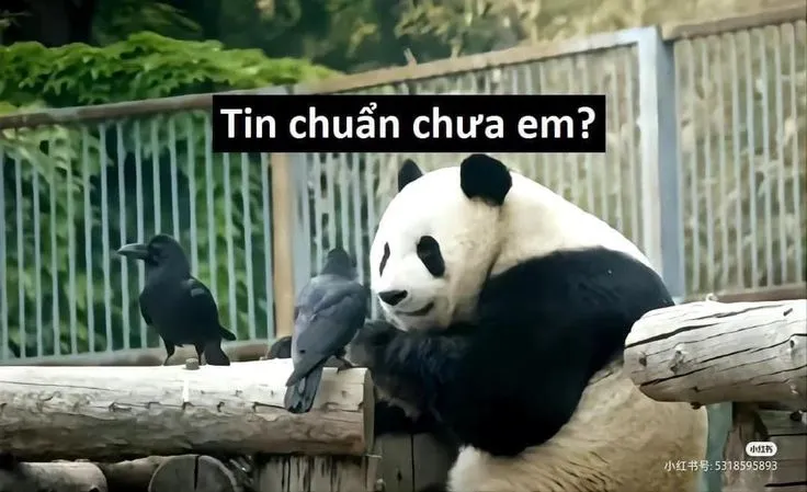 meme đẹp tin chuẩn chưa anh